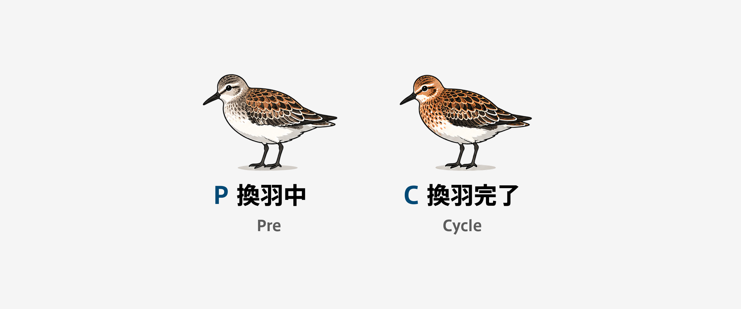 WRPシステム換羽